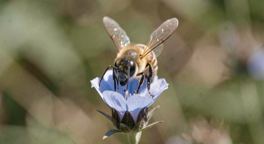 Abeille domestique en gros plan sur une capitule de bourrache, ailes translucides attrapant la lumière, corolle bleue en dégradé flou