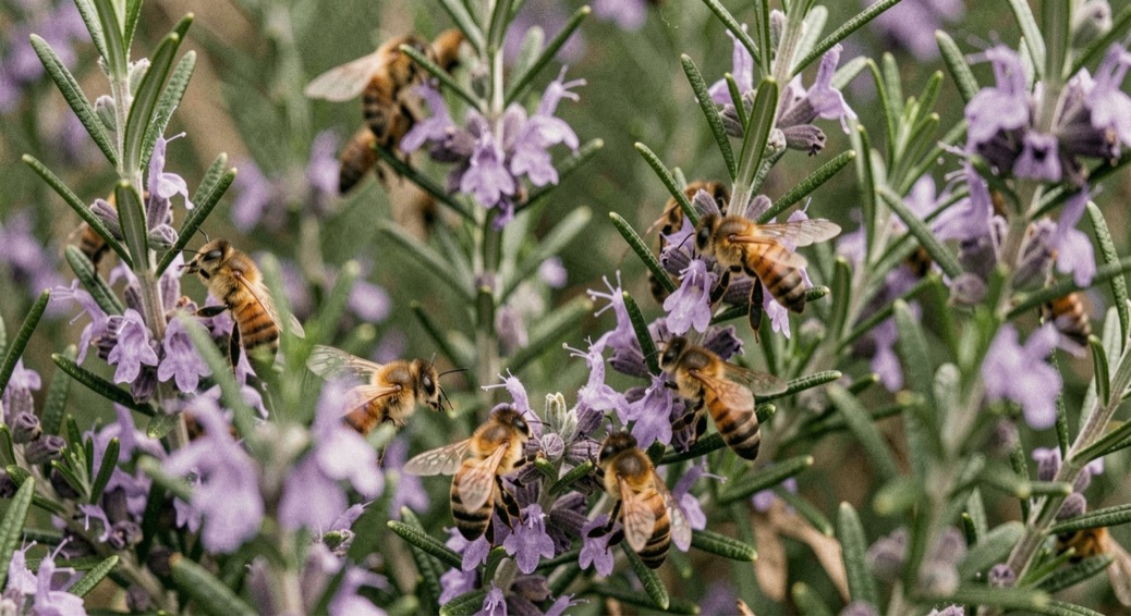 Abeilles domestiques de teinte brun doré en plein butinage sur une fleur de romarin, une butineuse en plein vol devant le cadre floral